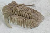 Hoplolichoides Trilobite With Cystoids - Russia #99197-5